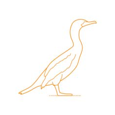 Animals Seabirds Double Crested Cormorant Sketch Style Svg Vector, Free Vectors File